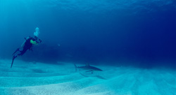 Ein beeindruckender Karibischer Riffhai und ein mutiger Taucher in den Gewässern der Bahamas