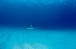 Graceful Blacktip shark (Carcharhinus limbatus) in tropical waters