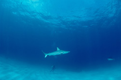 Diver observes Blacktip shark from seabed