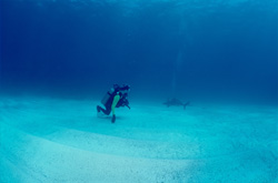 Captivating encounter at the ocean floor: Caribbean reef shark and fearless diver in action