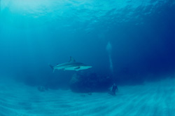 Fascinating Blacktip shark explores sandy seabed near Walker's Cay