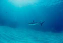 A Fascinating Encounter with the Majestic Caribbean Reef Shark