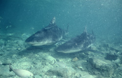Fascinating encounter with two majestic Bull Sharks in shallow water