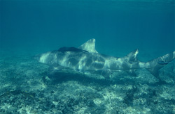 Impressive Lemon Shark in the Clear Waters of Walker's Cay