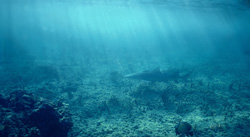 Fascinating encounter with the Lemon Shark (Negaprion brevirostris) off Walker´s Cay, Bahamas