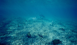 Explore the Fascinating World of the Lemon Shark in the Waters of Walker's Cay