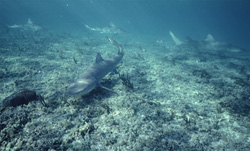 Fascinating Lemon Shark (Negaprion brevirostris) in the Waters of Walker's Cay