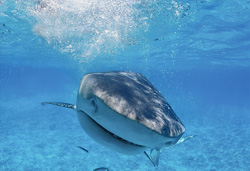 Tiger shark (Galeocerdo cuvier) in direct approach - stunning shot