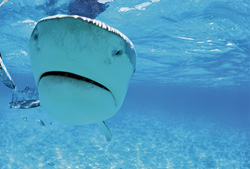Unique Encounter with the Impressive Tiger Shark (Galeocerdo cuvier)