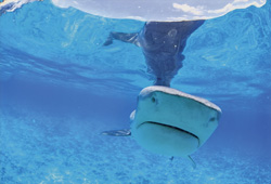 Fascinating portrait of a Tiger shark (Galeocerdo cuvier) in its natural habitat