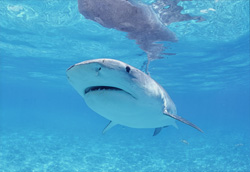 Brave defense of a young Albatros against a Tiger Shark in Midway Atoll
