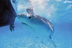 A majestic Tiger shark (Galeocerdo cuvier) evaluating the situation with its expressive eye.