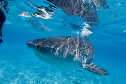 Tiger Shark