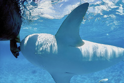 Impressive Tiger shark (Galeocerdo cuvier) with striking underside spotted in the waters of the Hawaiian Islands