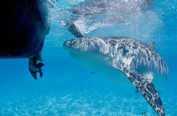 Ein neugieriger Tigerhai nähert sich unserem Boot in den Hawaiian Islands