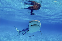 Explore the World of the Tiger Shark - Fascinating Insights into Marine Fauna