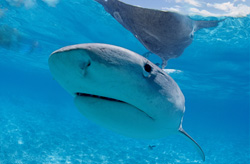 Impressive Tiger Shark Spotted in an Exotic Lagoon