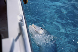 Pesce scorpione