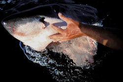Unique shot of a Great White Shark with Hand at the Mouth in Gansbaai