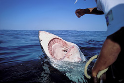 The Dangerous Great White Shark - Symbol of Strength and Threat