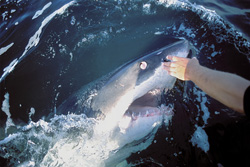 Great White Shark turning its eye backwards, a fascinating observation near Gansbaai and Dyer Island