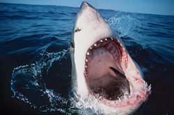 Fascinating glimpse into the mouth of the Great White Shark off the coast of Gansbaai