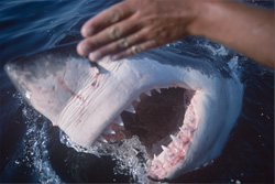 The impressive biting force of the Great White Shark in action