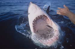 Unique view inside the impressive mouth of a Great White Shark off the coast of South Africa