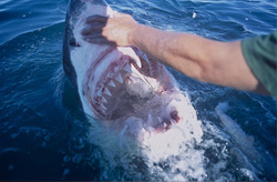 En touchant son nez, le grand requin blanc ouvre sa gueule