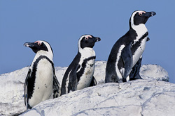 Osservare i pinguini di Dyer Island