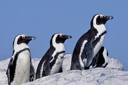 Pingouins à lunettes et leur mode de vie sur l'île de Dyer en Afrique du Sud