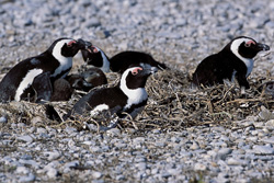 Pingouins à lunettes fascinants et oiseaux marins rares sur l'île de Dyer