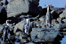 Site de nidification des manchots du Cap et des oiseaux marins rares sur l'île de Dyer