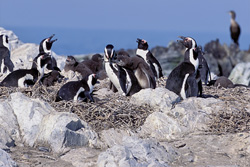 Découvrez le monde fascinant des pingouins à lunettes sur l'île de Dyer en Afrique du Sud