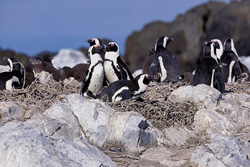 Scopri la bellezza della colonia di pinguini dagli occhiali sull'isola di Dyer