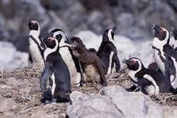 Erleben Sie die Brillenpinguin Kolonie auf Dyer Island in Südafrika