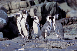 Pinguini con gli occhiali e uccelli marini rari sull'Isola Dyer
