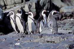 Colonie unique de manchots du Cap sur l'île de Dyer en Afrique du Sud