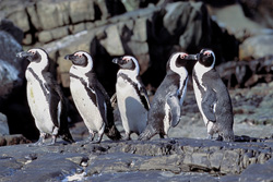 Erleben Sie die Brillenpinguin Kolonie auf Dyer Island in Südafrika