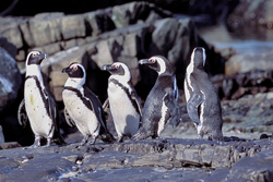Pingouins à lunettes et oiseaux marins rares sur l'île Dyer en Afrique du Sud