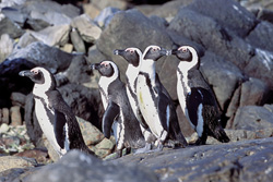 Pingouins à lunettes et oiseaux de mer rares sur l'île de Dyer en Afrique du Sud