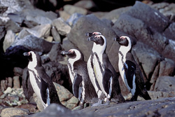Découvrez les pingouins à lunettes et leur environnement sur l'île de Dyer