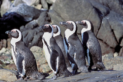 Manchots à lunettes et oiseaux marins rares sur l'île de Dyer au large des côtes sud-africaines