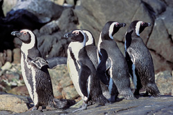 Erleben Sie die Brillenpinguin Kolonie auf Dyer Island hautnah