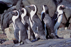 Faszinierende Brillenpinguin Kolonie auf Dyer Island