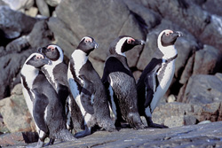 Auf Dyer Island: Lebensraum der Brillenpinguine