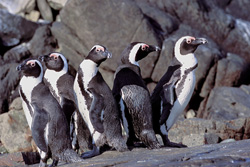 Erleben Sie die Brillenpinguin Kolonie auf Dyer Island in Südafrika