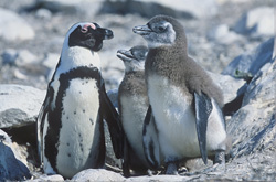 Brillenpinguin