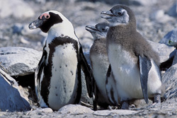 Pingouins à lunettes fascinants et leurs habitats sur l'île Dyer