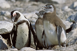 Pingouin à lunettes et jeunes sur l'île Dyer, Afrique du Sud
